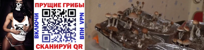 Псилоцибиновые грибы Psilocybine cubensis  Новое Девяткино 